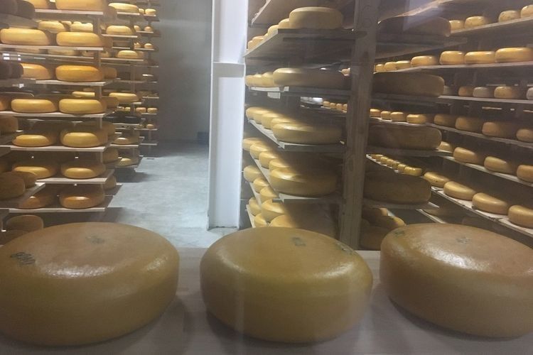 Робота сироварні «Перечинська Мануфактура» орієнтована на те, щоб виготовити максимально більшу кількість видів сиру.