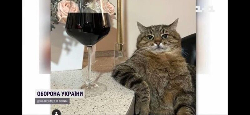 Кіт Степан.