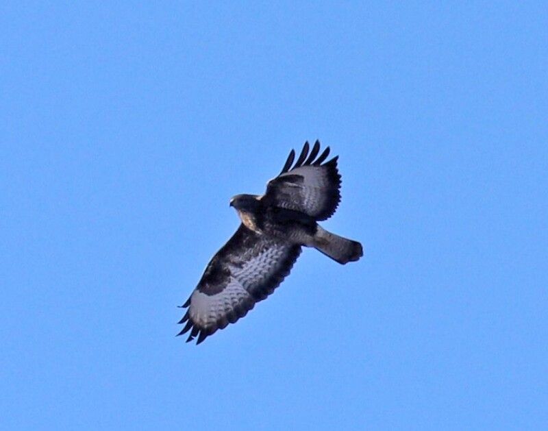 Канюк звичайний (Buteo buteo).