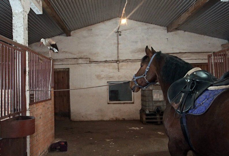 Вісім коней, які живуть і центрі, вже звикли до лелеки і не сахаються, коли він літає конюшнею. 