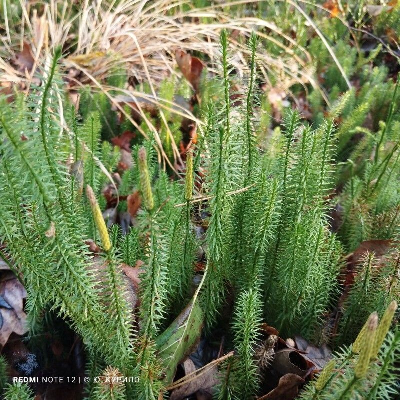 Фото: National Park «Prypiat-Stokhid».