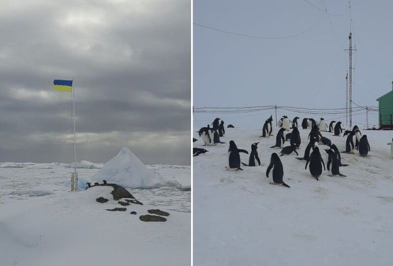 А ви бачили, як пінгвіни піднімають український прапор?
