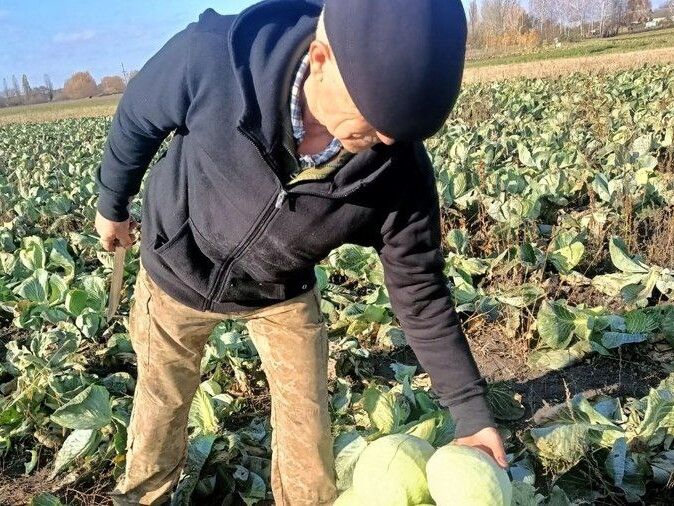 Володимир Хвостюк збирає врожай капусти на своєму полі.