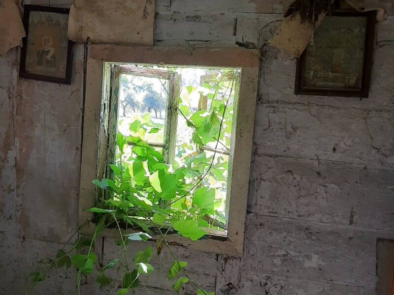 Виноградна лоза поплелась крізь відчинене вікно аж у хату — ​як символ життя, що вирувало колись тут.