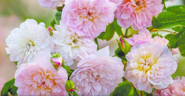 Розарій Девіда Остіна створив троянду Elizabeth з гронами великих рожевих суцвіть з ніжним рум'янцем, схожих на яблуневий цвіт.
