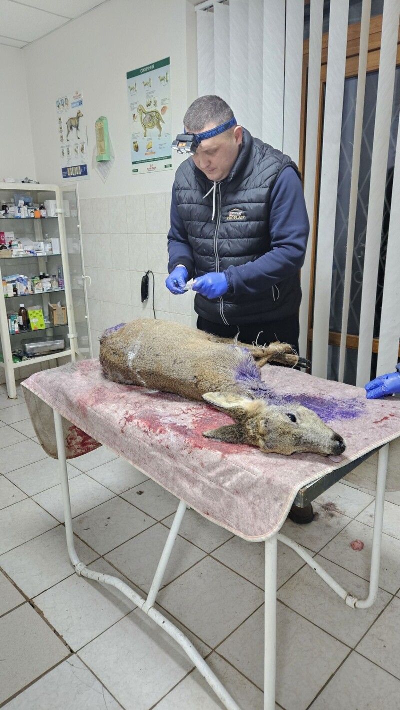 Відбили у зграї псів.