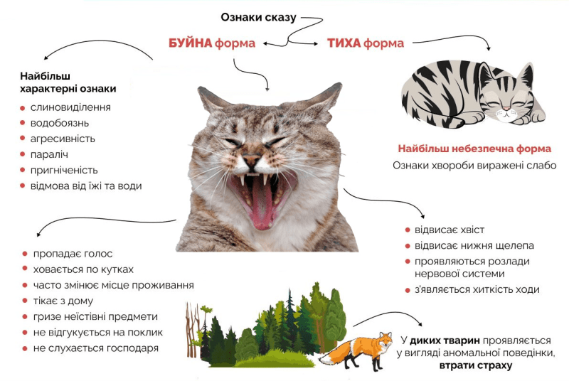 Інфографіка: lubenshchyna.com.ua.