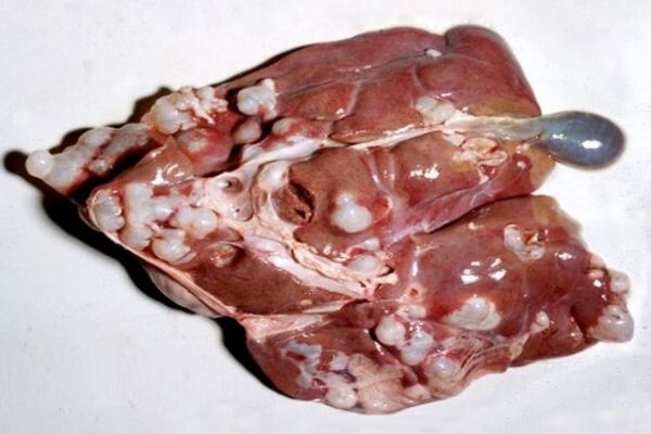 Виявити  хвору сільськогосподарську тварину (свиню чи велику рогату худобу), можна вже після її забою, коли на легенях чи печінці тварин знаходить пухирці, наповнені рідиною. Ці органи не можна ні в якому разі згодовувати собаці. Їх потрібно спалювати.