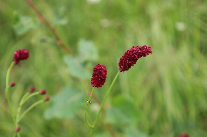 Родовик лікарський (Sanguisorba officinalis L.)