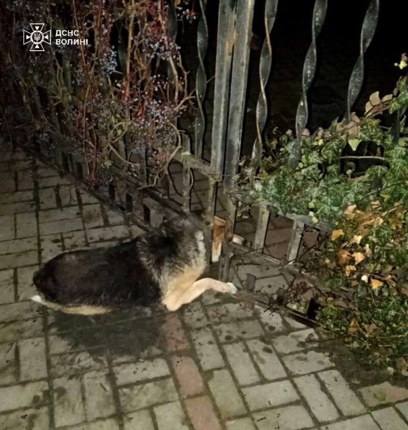 Фото: ДСНС Волині.