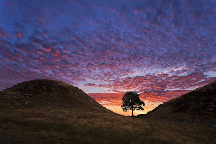 Hadrians Wall Sycamore Gap Tree. Northumberland. UK.