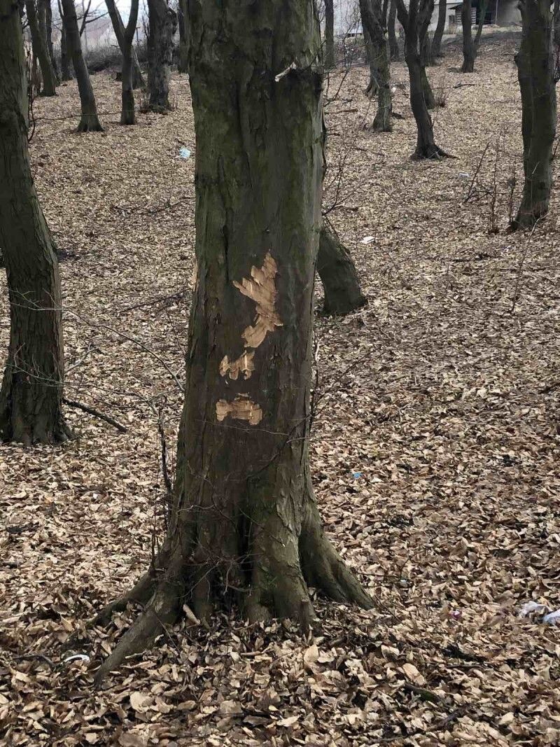  Горохівчани швиденько зішкребли з дерев мітки. Фото Лесі ВЛАШИНЕЦЬ.
