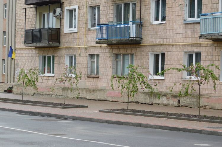 Рядок японських вишень на горохівській вулиці.