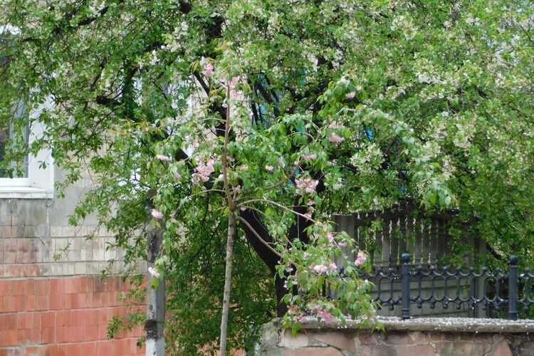 Квітне сакура і в Горохові.