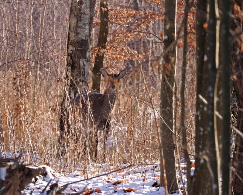 Олень Благородний (Cervus elaphus).