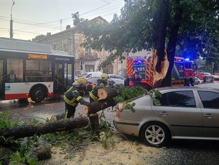 Рятувальники звільняють автомобіль у Луцьку, на який впало дерево. 