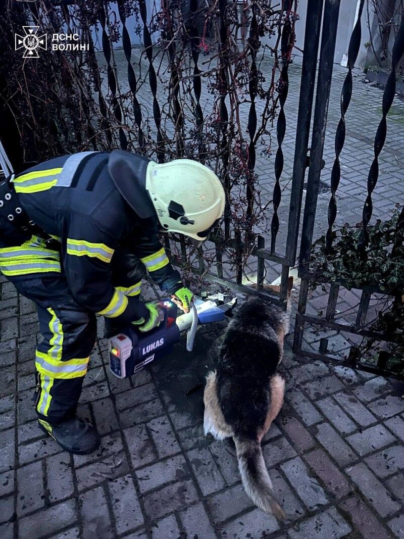 Фото: ДСНС Волині.