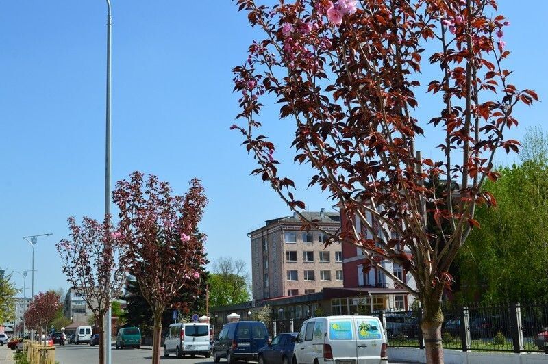 Восени 29 саджанців сорту «Роял Бургунді» було висаджено на оновленій вулиці.