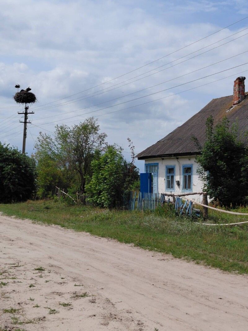 Біля колинньої школи на стовпі лелече гніздо,  де попідростали вже бузьки-дитинчата.