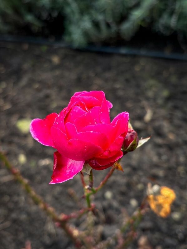 Фото: pravoslaviavolyni.org.ua.