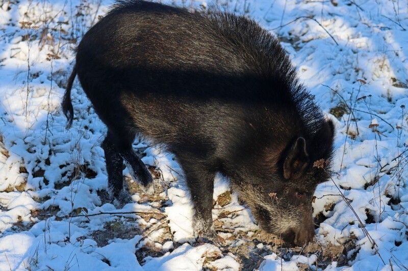 Кабан дикий (Sus scrofa).