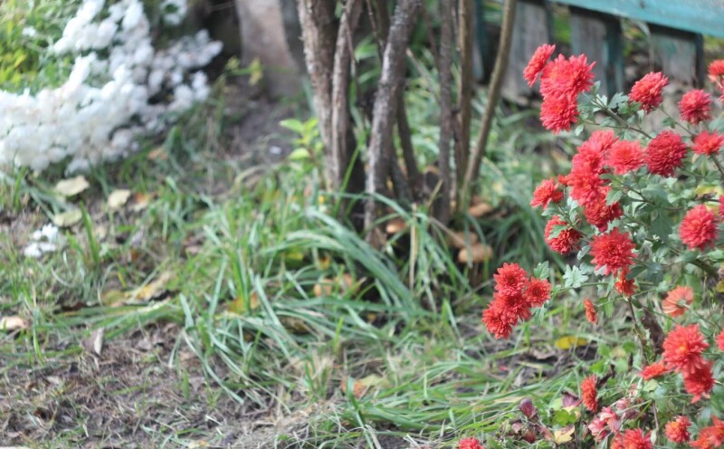 «Цвітуть хризантеми і ростуть гриби!».Фото Петра КРАВЧУКА.