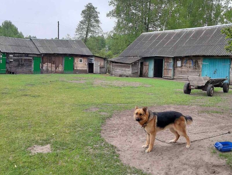 Ось така хутірська картинка: чимало господарських споруд, віз, собака,  який при господарях на гостей не гавкає… 