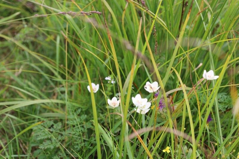 Білозір болотний (Parnassia palustris)