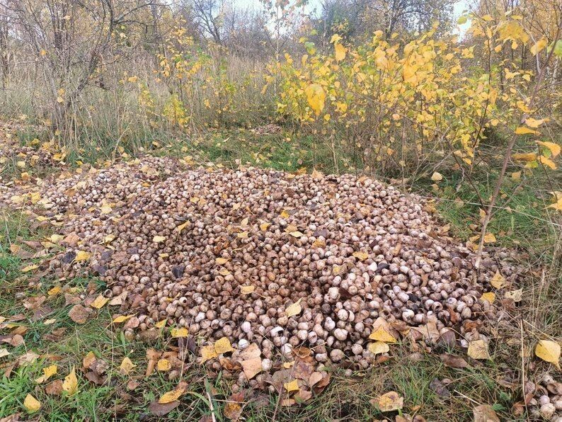 Місце, де викинули панцирі равликів. Фото: «Суспільне Луцьк».