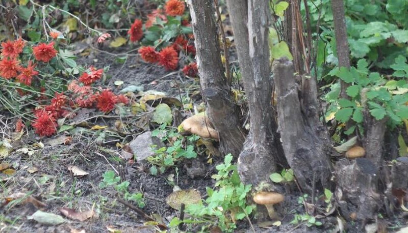 Не тільки хризантемами славиться наш квітник… Фото Петра КРАВЧУКА.