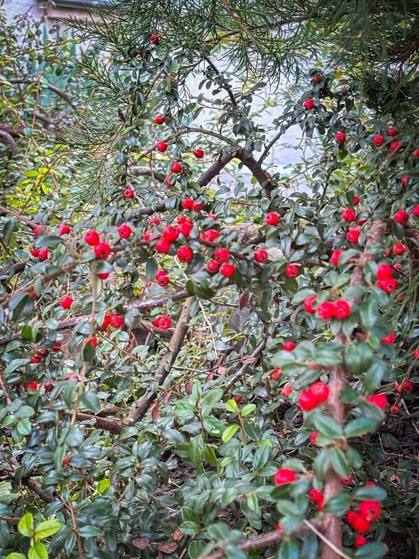 Фото: pravoslaviavolyni.org.ua.