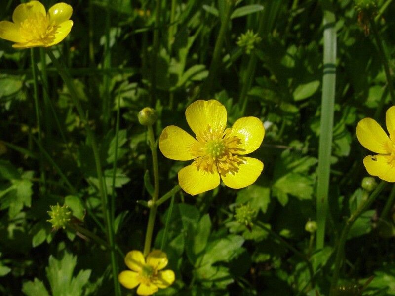 Фото із сайту gobotany.nativeplanttrust.org.