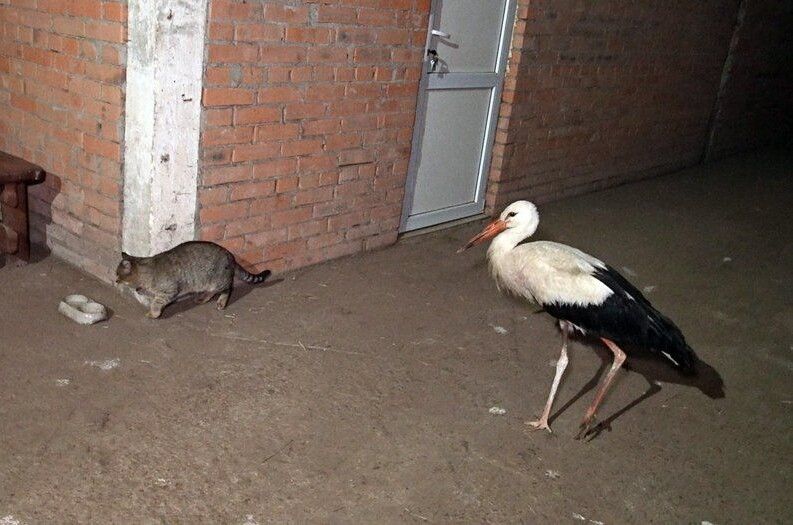 Зі слів Володимира, лелека часто відганяє кота Мейсона з території, яку вважає своєю.