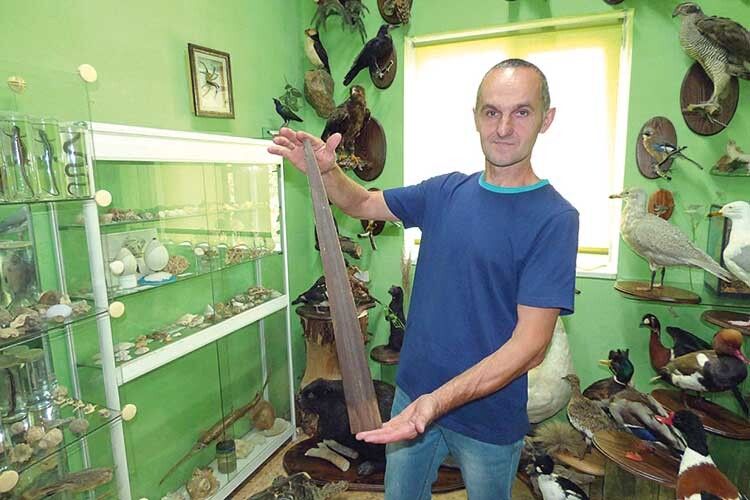 Деякі унікальні експонати, як-от ніс риби-меча, колекціонер Павло Войтко дозволяє потримати в руках.