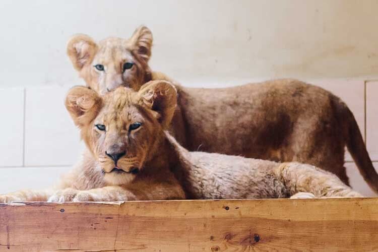У звіринці формуватимуть новий котячий прайд: як тільки Ларс і Леда адаптуються, їх познайомлять зі старшими левицями.  