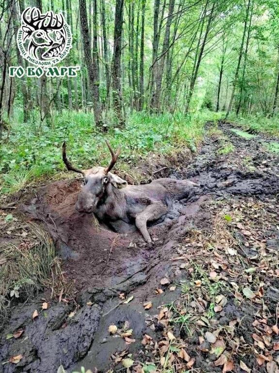 На лося, що застряг у трясовині, натрапили грибники в лісі поблизу Клевані. Фото: ГО «ВО МРБ».
