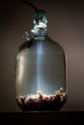 «Вино» з мертвих новонароджених мишей.