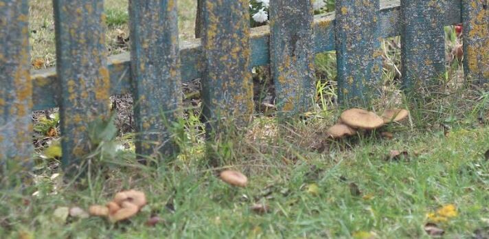 І під парканом грибочки, як воїни, вишикувались! Фото Петра КРАВЧУКА.