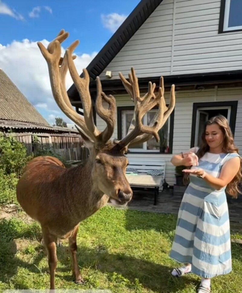 Олень Борис став відомим завдяки відео у соцмережах.