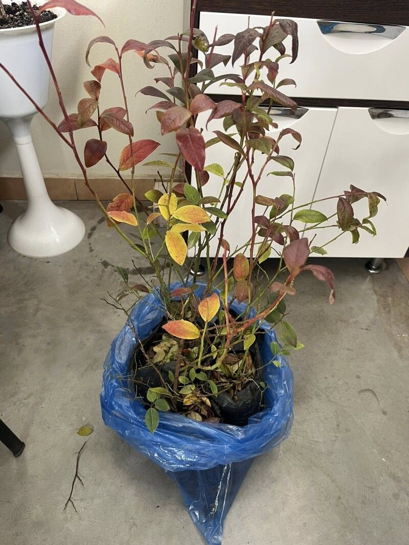 Фото: фейсбук-сторінка Віри ШКВАРЦКОП.