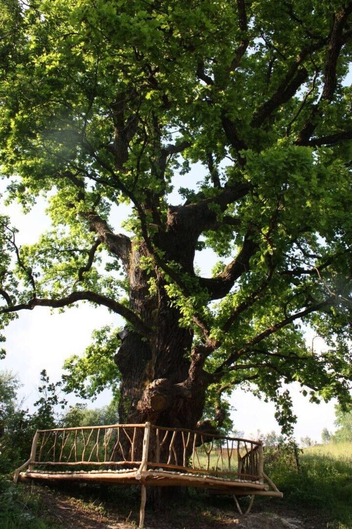 Висота дуба сягає 30 метрів.