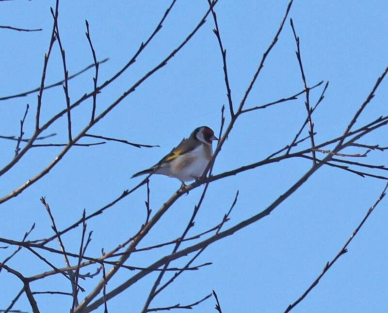 Щиглик звичайний (Carduelis carduelis).