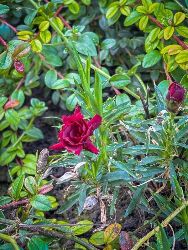 Фото: pravoslaviavolyni.org.ua.