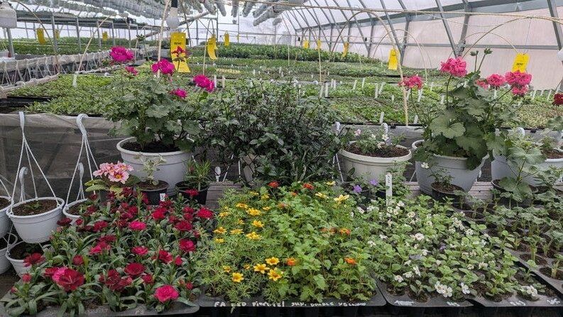У теплиці майже 50 сортів квітів. 