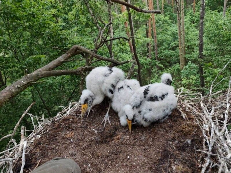 Фото: Шацький природний національний парк.