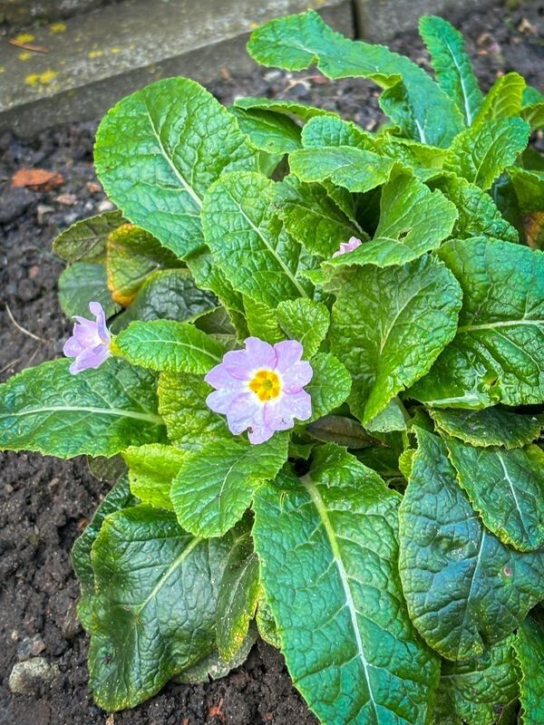 Фото: pravoslaviavolyni.org.ua.