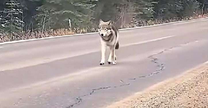 Де саме відбулася зустріч, автор не вказав.