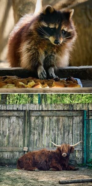 Фото: Луцький зоопарк.