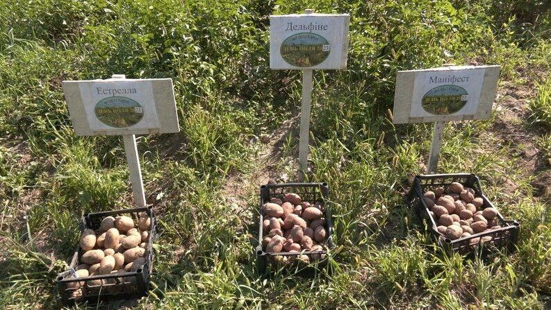 Частина сортів картоплі, представлених на Дні поля. 