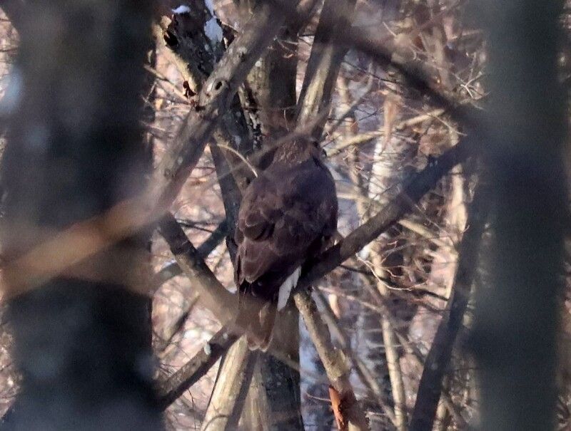 Канюк звичайний (Buteo buteo)